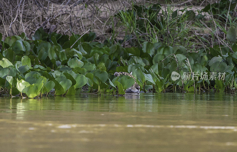 美洲虎(Panthera onca)是一种大型猫科动物，是美洲虎属猫科动物，是美洲唯一现存的美洲虎物种，在巴西潘塔纳尔发现。在河里游泳。